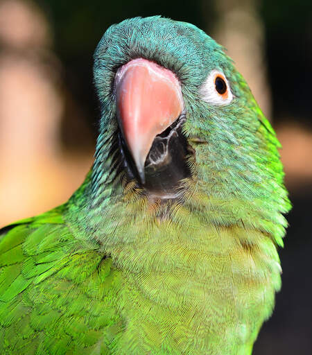 A close up of a blue crowned parakeet's beautiful eyes