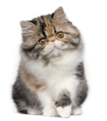 A calico coloured persian kitten