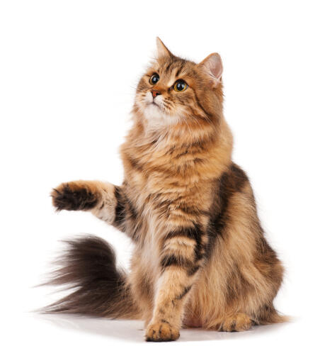Siberian cat with a paw up sitting against a white background