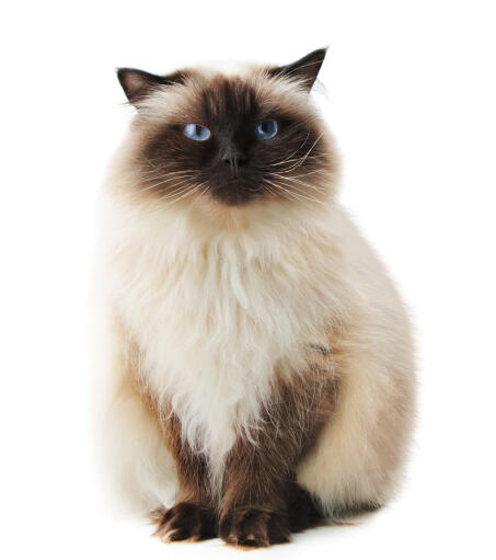 A charming himalayan persian with pointed coat