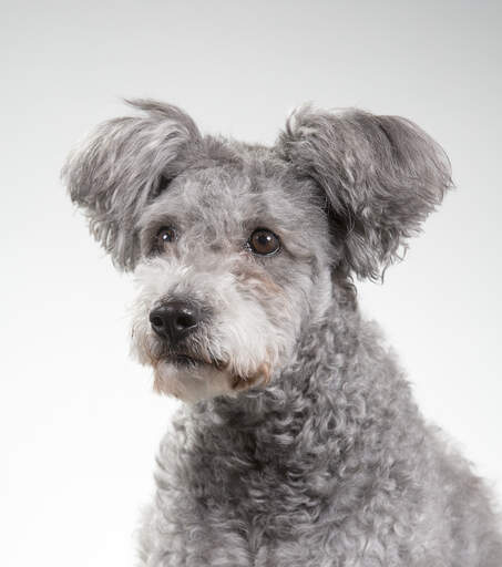 A hungarian  pumi with fluffy ears waiting for a command