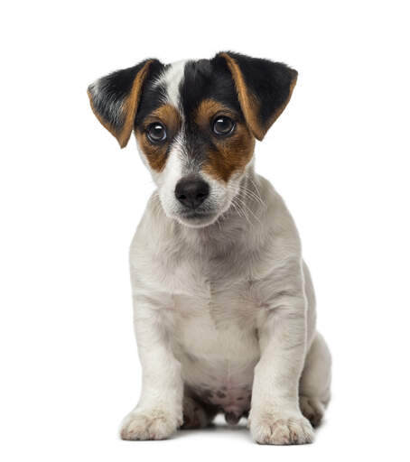 A lovely, little jack russell terrier puppy looking very inquisitive