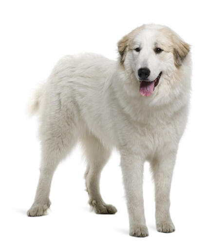 A beautiful pyrenean mountain dog with a healthy, thick white coat