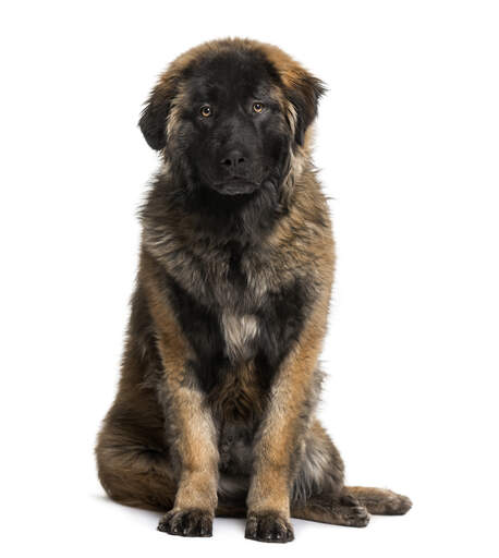 A beautiful, young leonberger with a short, thick puppy coat