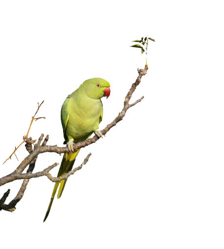 A wonderful rose ringed parakeet perched on a branch