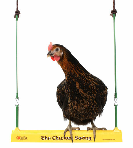 Chickens will find the chicken swing very entertaining