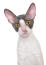 A beautiful bicolour cornish rex with Golden eyes