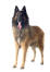A belgian shepherd dog (tervueren) standing with his tongue out