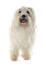 A happy coton de tulear with its hair in pigtails