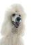 A close up of a standard poodle's beautiful, bushy ears and long nose