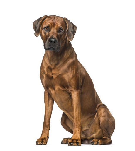 A mature male rhodesian ridgeback sitting strong and proud, awaiting commands