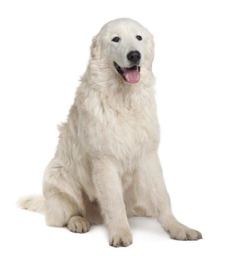 Maremma-sheepdog-white-background