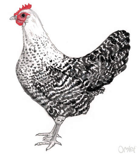 A beautiful painting of a female silver brakel bantam