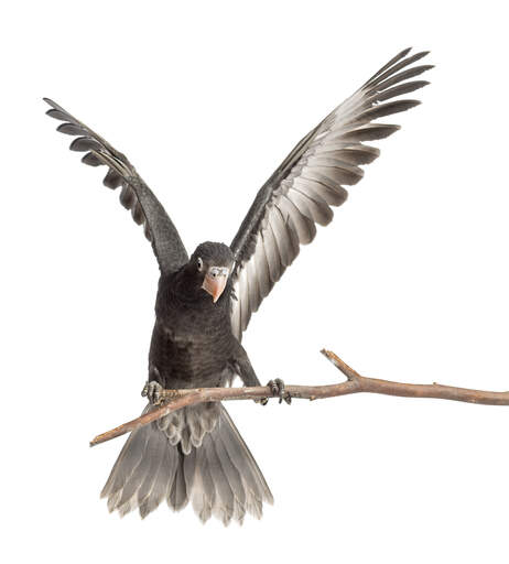 A greater vasa parrot's wonderful, grey tail feathers