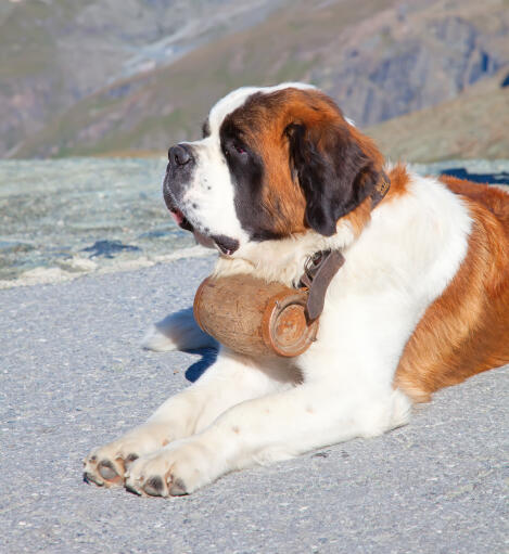 Saint Bernard Dogs Dog Breeds