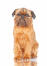 A long, brown coated brussels griffon sitting to attention