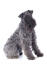 A lovely kerry blue terrier sitting neatly, awaiting some attention