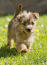 A norfolk terrier strolling along the grass, showing off it's beautiful tail