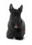 A beautifully groomed adult scottish terrier, showing off its long fringe and pointed ears