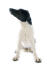 A smooth fox terrier with a beautiful white body and black head