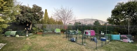 Various models of coops and runs in a large garden