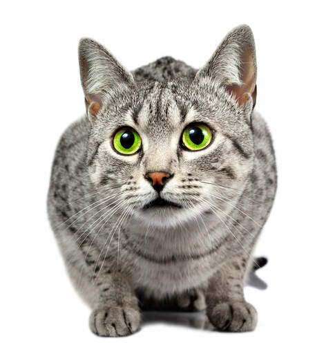 Egyptian Mau Cats |