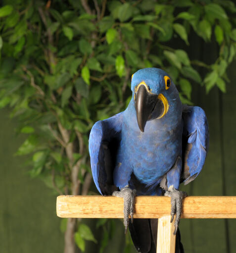 A hyacinth macaw's lovely yellow feathers around it's eyes
