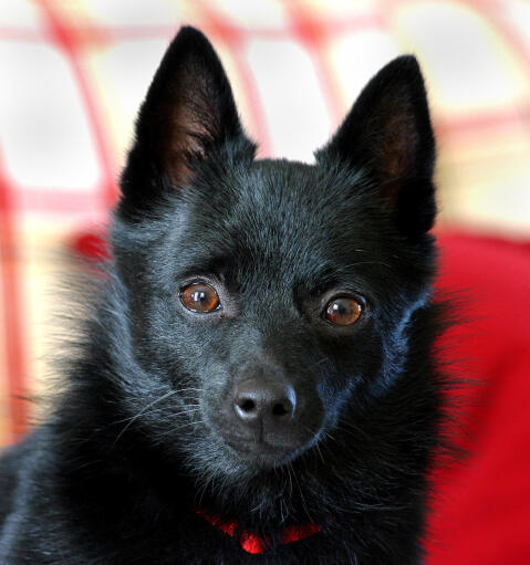 A close up of a schipperke's incredible tall pointed ears