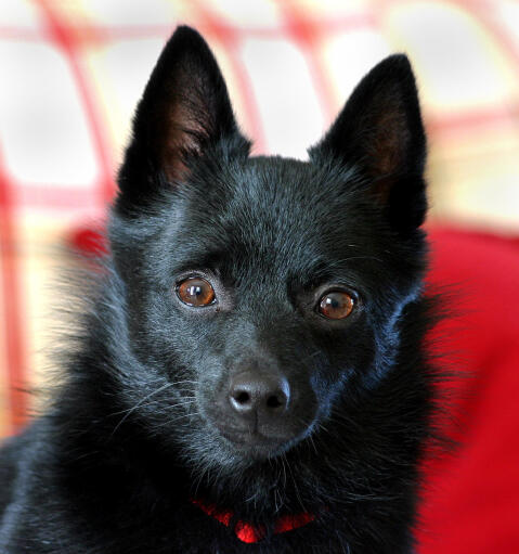 are schipperke the most intelligent dogs