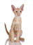 A lovely ginger tabby oriental kitten