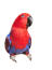 A beautiful eclectus parrot with a big, black beak