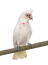 A little corella showing off it's beautiful fanned tail feathers