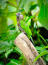 A red fan parrot's beautiful, green tail feathers