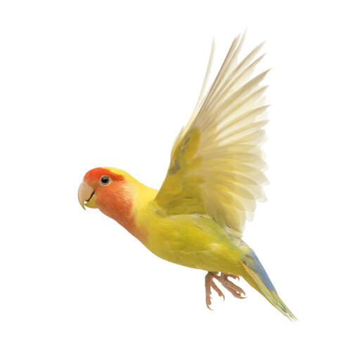 A wonderful rosy faced lovebird in mid flight