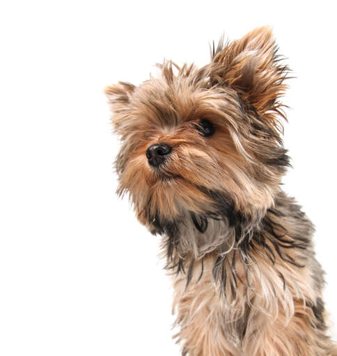 A beautiful, little yorkshire terrier with a healthy, long coat and button nose