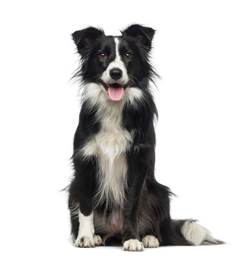 A very healthy and active young adult border collie