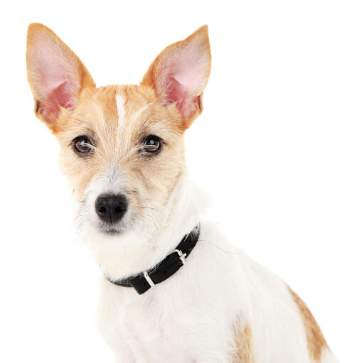 A close up of a young adult jack russell terrier's pointed ears