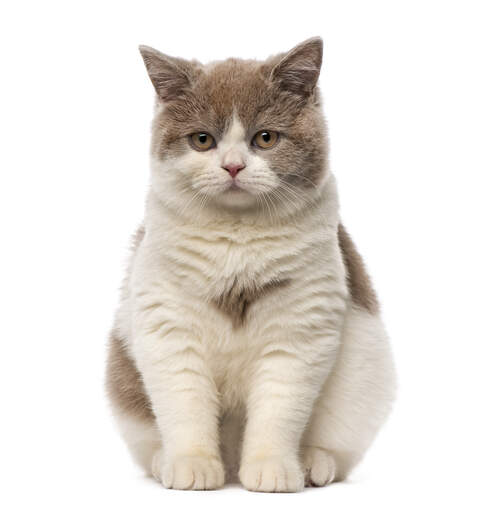 A young british shorthair with bicolour markings