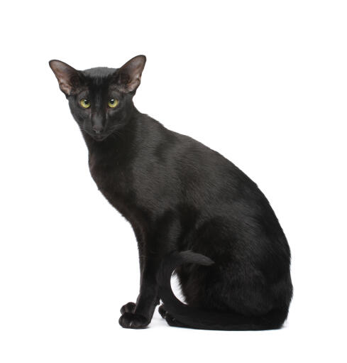 A beautiful black oriental with a shiny coat