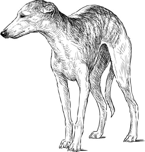 A drawing of an italian greyhound