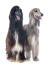 Two beautiful afghan hounds sat together