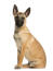A belgian malinois puppy sat to attention