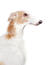 A close up of the typical pointed nose and sharp ears of a borzoi