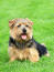 A mature, adult norfolk terrier, resting on the grass