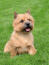 A norwich terrier sitting in the grass, waiting for a command