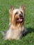 A beautiful, little, long coated silky terrier sitting patiently on the grass