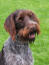 A beautiful wire haired pointing griffon sitting, waiting for some attention