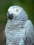 A african grey parrot's wonderful, grey and white chest feathers