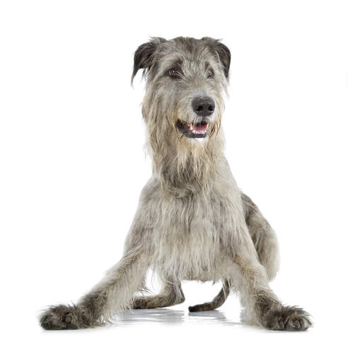 A lovely, young irish wolfhound ready to play