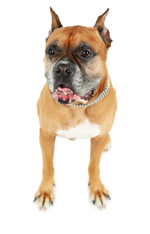 boxer dogs breed information omlet